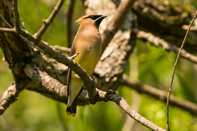 Cedar Waxwing