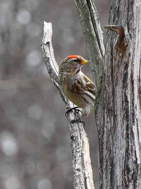 Redpoll