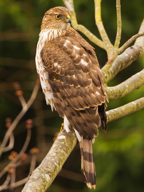 Cooper's Hawk