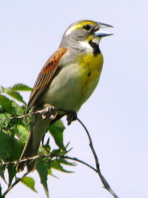 dickcissel dickcissel