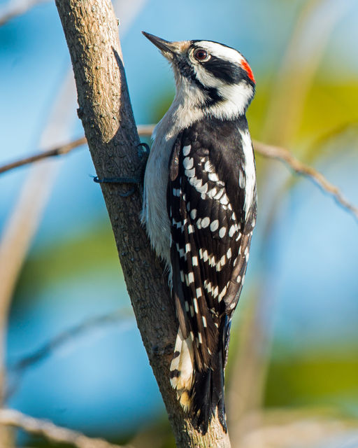 Downy Woodpecker