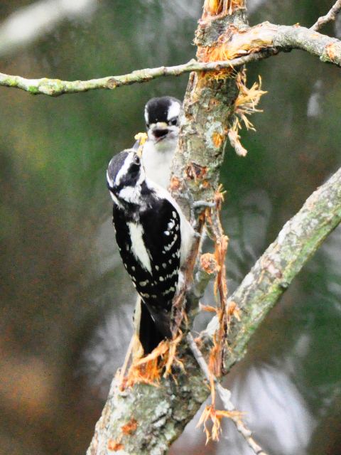 Downy Woodpecker