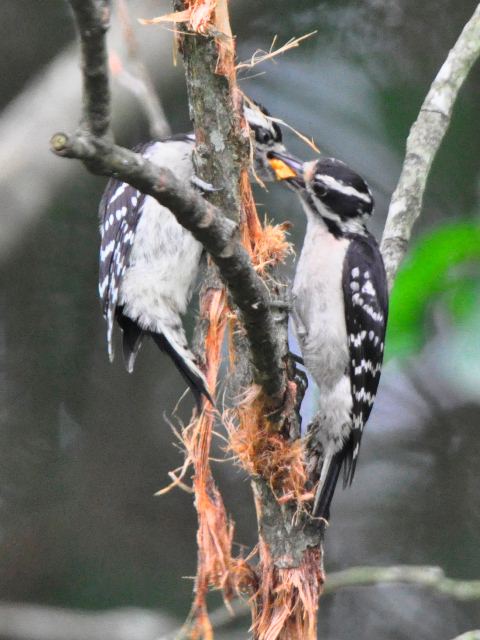 Downy Woodpecker