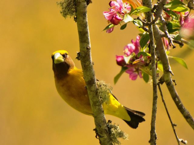 Evening Grosbeak