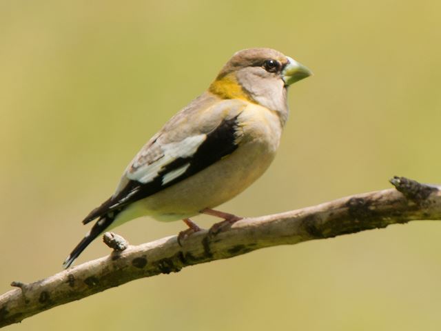 Evening Grosbeak