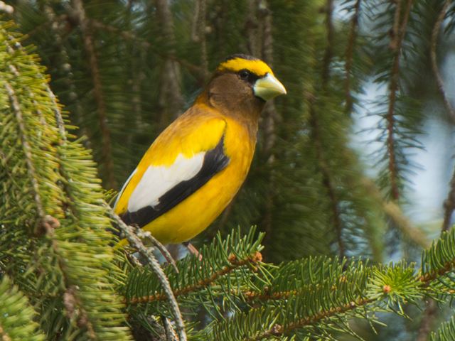 Evening Grosbeak