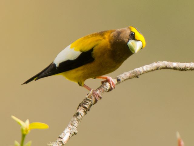 Evening Grosbeak