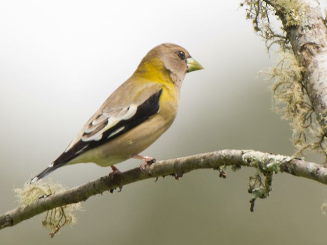 Evening Grosbeak