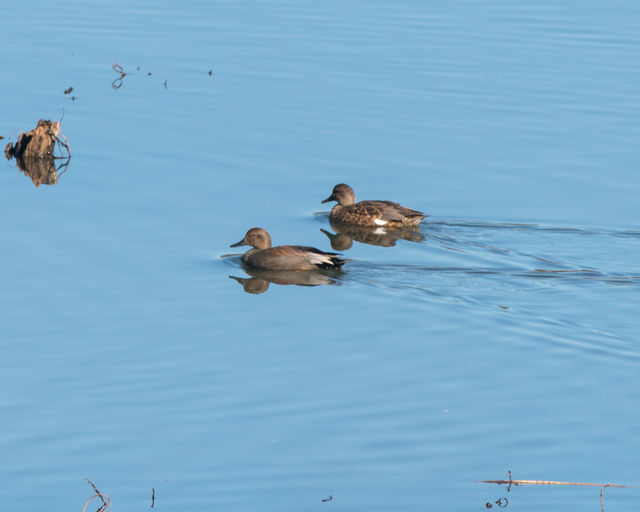 Gadwall