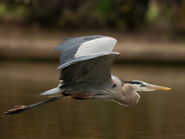 Great Blue Heron