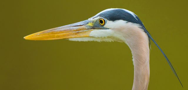 Great Blue Heron