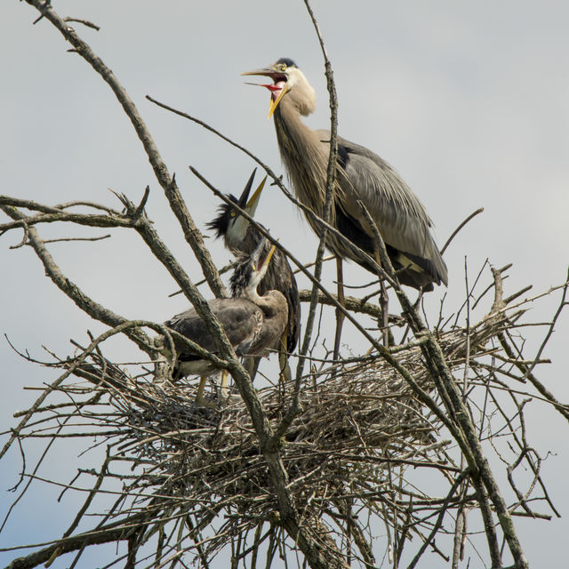 Great Blue Heron
