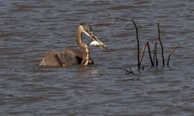 Great Blue Heron