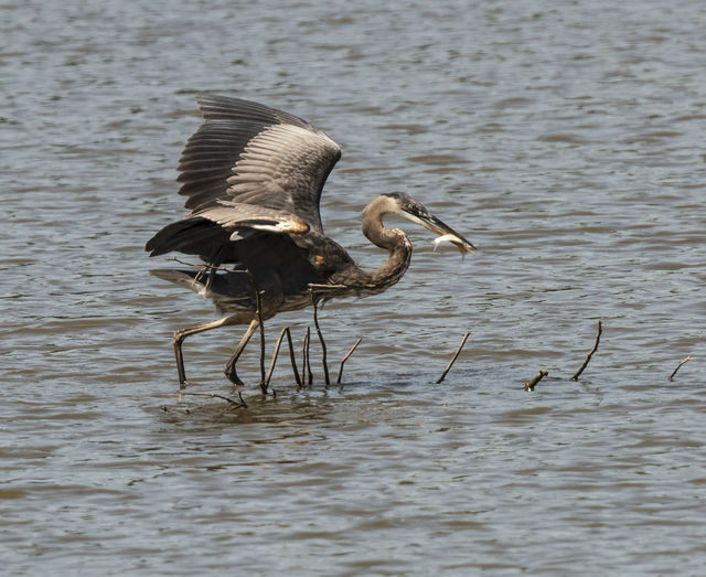 Great Blue Heron