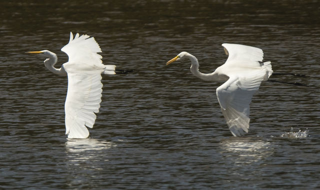 Great Egret