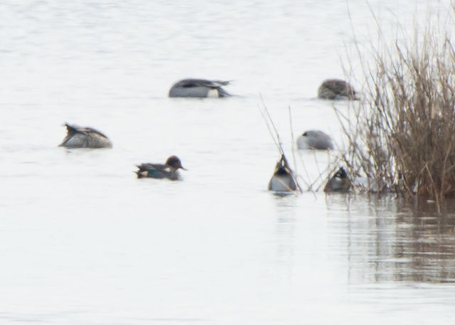 Green-winged Teal
