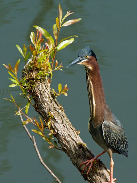 Green Heron