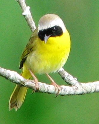 Common Yellowthroat