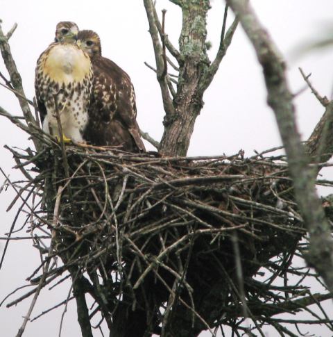Red-tailed Hawk