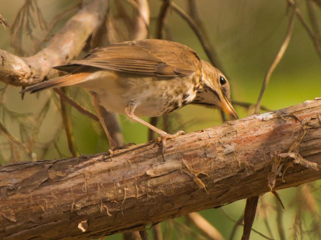 Hermit Thrush
