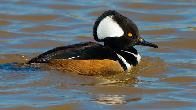 Hooded Merganser