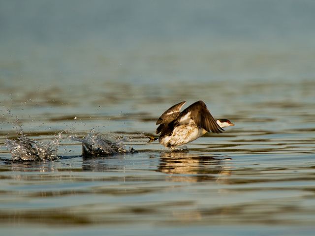 Horned Grebe