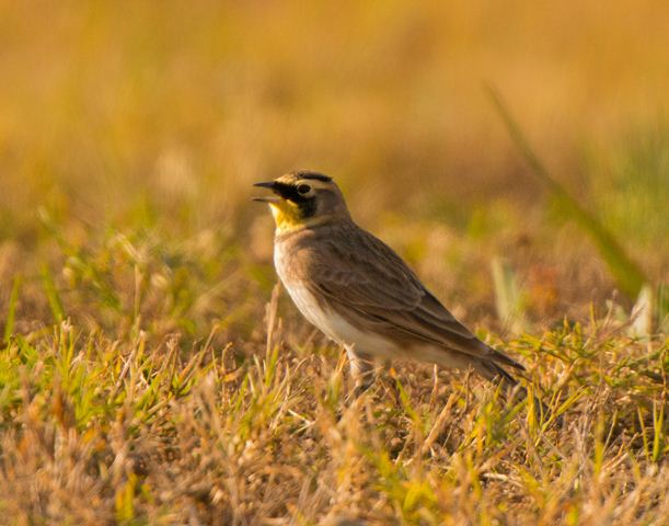 Horned Lark