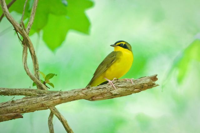 Kentucky Warbler