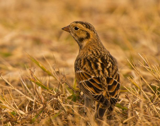 Lapland Longspur