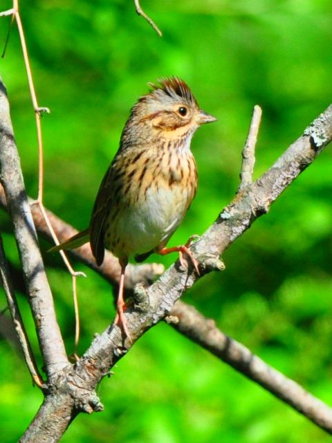 Lincoln's Sparrow