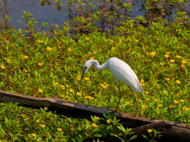 Little Blue Heron