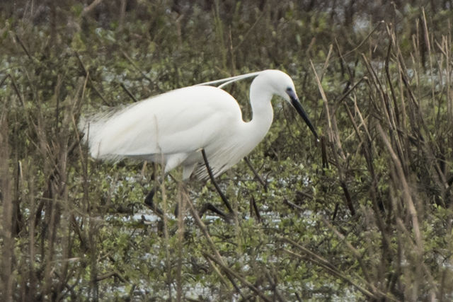 Little Egret