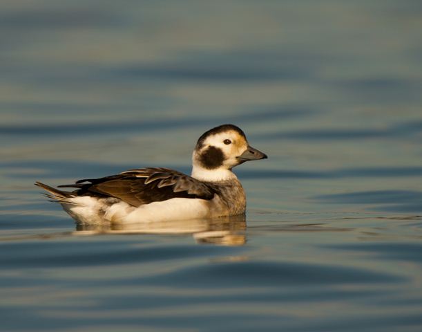 Long-tailed Duck