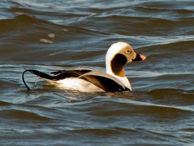 Long-tailed Duck
