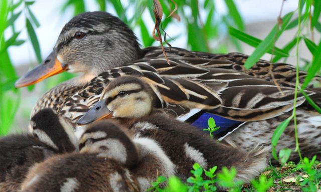 Mallards