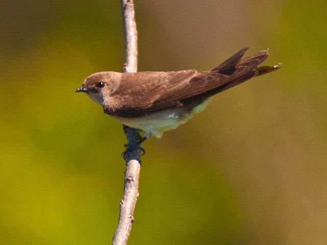 Northern Rough-winged Swallow