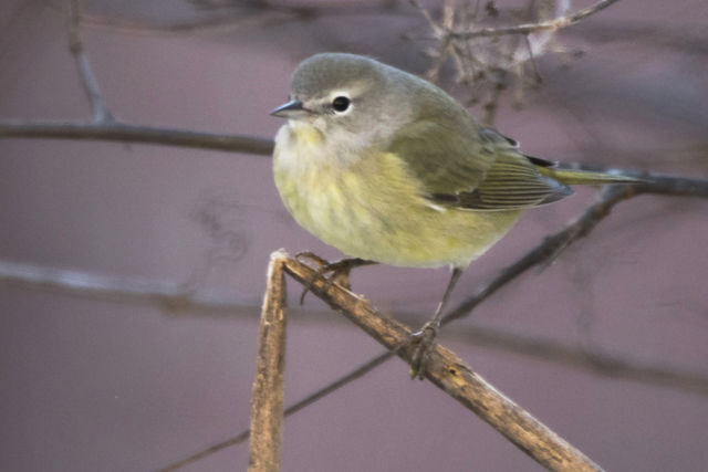 Orange-crowned Warbler