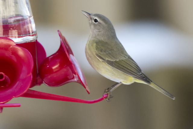 Orange-crowned Warbler