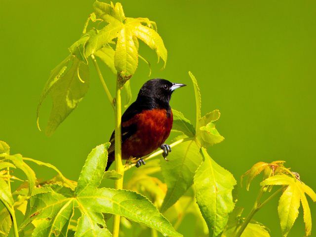Orchard Oriole