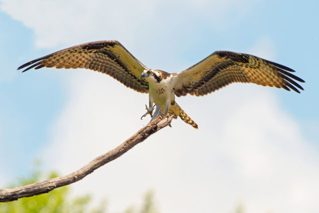Osprey