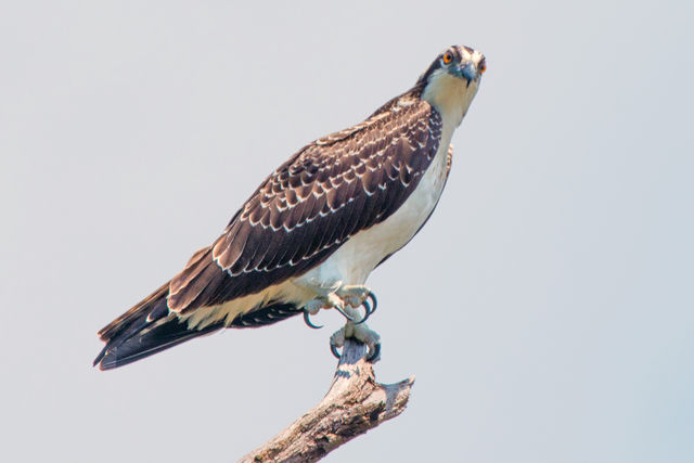 Osprey
