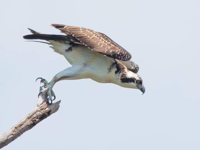 Osprey