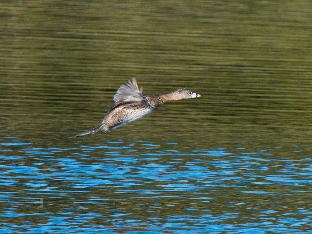 Pied-billed Grebe