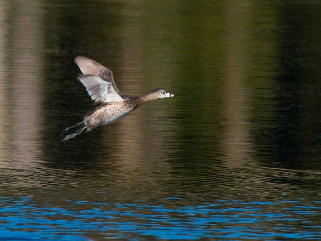 Pied-billed Grebe