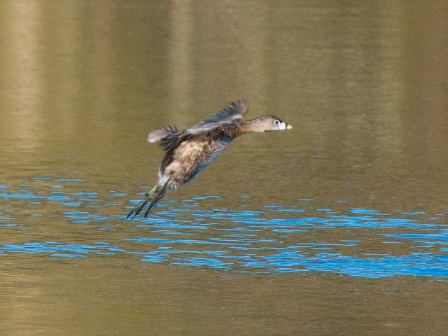 Pied-billed Grebe