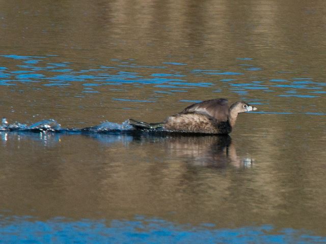 Pied-billed Grebe