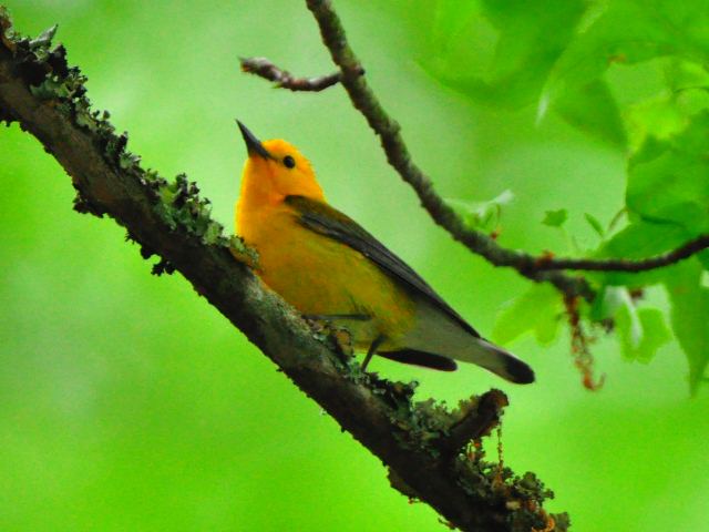 Prothonotary Warbler