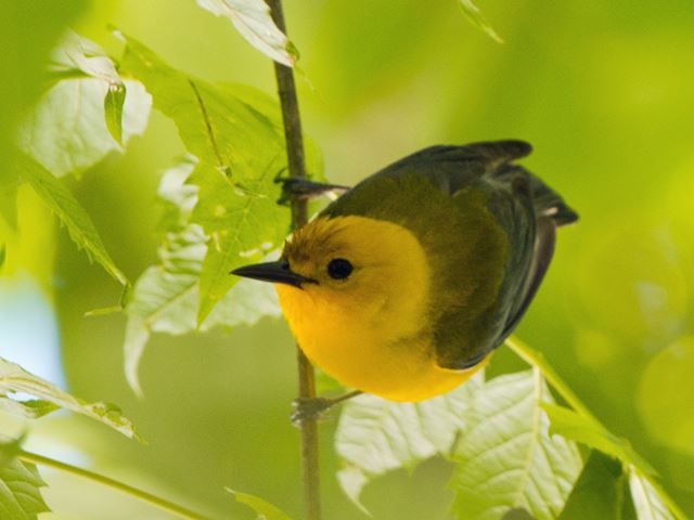 Prothonotary Warbler