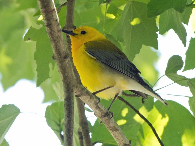 Prothonotary Warbler