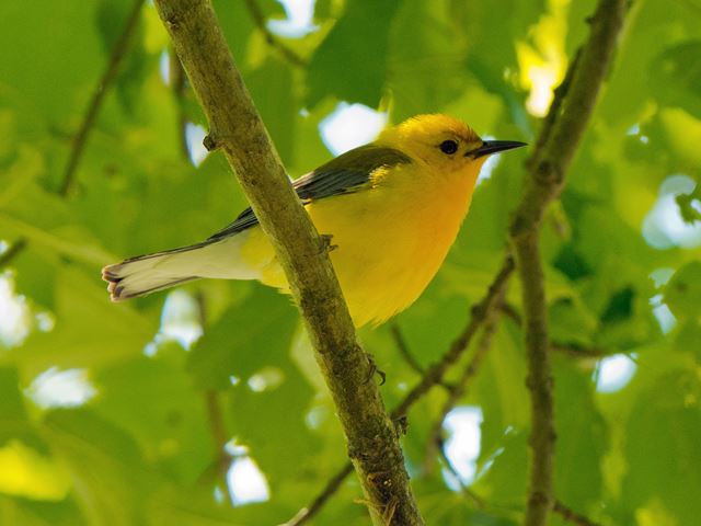 Prothonotary Warbler